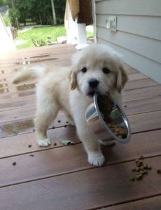 a small dog holding a metal bowl with food in it's mouth while standing on a wooden deck