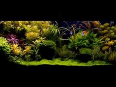 an aquarium filled with lots of green plants