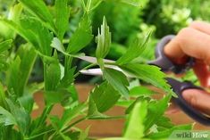 How to Dry Herbs in the Oven (with Pictures) - wikiHow