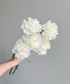 a hand holding white carnations against a gray background with the stems still attached