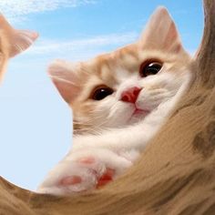 two kittens looking at each other through the holes in a tree branch with blue sky and clouds behind them