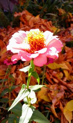 a pink flower with yellow center in front of leaves and plants on the ground,