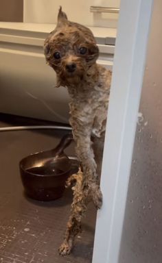 a dog standing on the floor next to a bowl