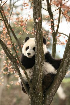 a panda bear sitting in a tree with its paws on it's head and arms