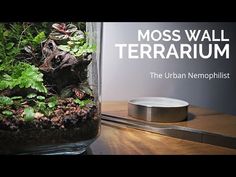 moss wall terrarium the urban nemoplist - part 1 / 2 video