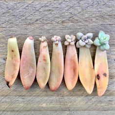 five different types of succulents lined up on a wooden surface