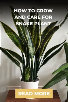 a snake plant with the words how to grow and care for snake plants read more