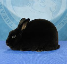 a black rabbit sitting on top of a blue surface