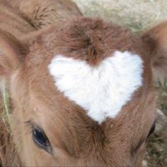 a brown cow with a white heart on its forehead