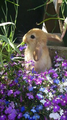 a rabbit sitting in the middle of some flowers