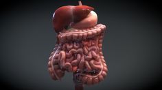 The human digestive system consists of the gastrointestinal tract plus the accessory organs of digestion (pancreas, liver, and gallbladder).  In this system, the process of digestion has many stages, the first of which starts in the mouth. This produces a bolus which can be swallowed down the esophagus and into the stomach. Here it is mixed with gastric juice until it passes into the duodenum, where it is mixed with a number of enzymes produced by the pancreas. Gastric juice in the stomach is... The Human Digestive System, Liver And Gallbladder, Human Digestive System, 3d Anatomy, Gastric Juice, Gastrointestinal Tract, Digestive System, Gardening Tips