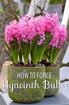 some pink flowers are growing out of a stone planter with the words how to force hyacinth bulbs