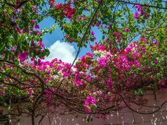 pink flowers growing on the side of a white building with blue skies in the background