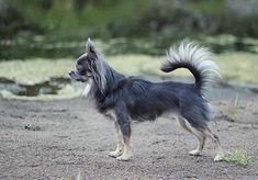 a black and white dog standing on top of a dirt field next to a pond