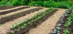 several rows of plants growing in the middle of a field with straw on the ground