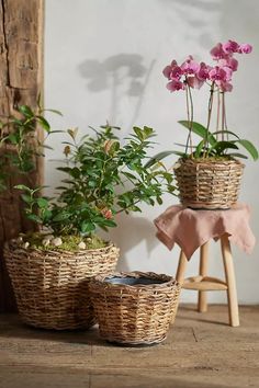 Woven Abaca Tapered Basket Planter | Terrain Anthropologie Decor, Plant Troughs, Wire Fruit Basket, Basket Wall Art, Wicker Planter, Wicker Picnic Basket, Berry Baskets, Basket Planters, Banana Leaves