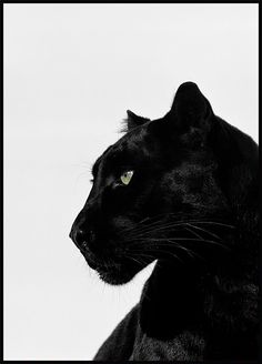 a black cat with yellow eyes is looking off into the distance in front of a white background