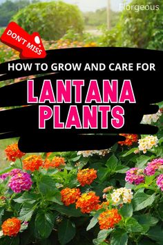 Lantana Plants Care The Soil, How To Grow, Plant Care, Lawn Garden, Flower Garden, To Grow