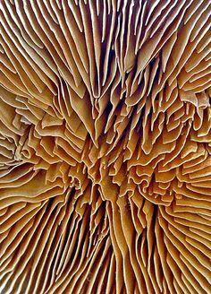 a close up view of an intricate pattern on a piece of wood with the center section cut out