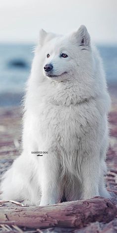 a large white dog sitting on top of a beach next to the ocean and looking off into the distance