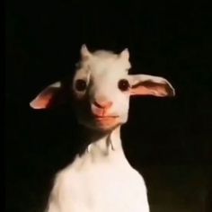 a close up of a small white animal with big eyes and ears, looking at the camera