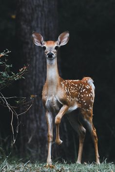 a young deer standing in the grass next to a tree