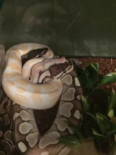 a large white and brown snake laying on top of a green leafy plant next to a wall