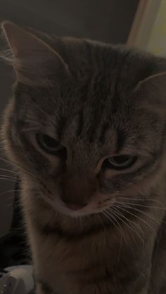 a cat sitting on top of a desk next to a computer mouse and keyboard, looking at the camera