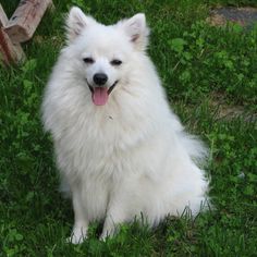 a white dog sitting in the grass with its tongue out