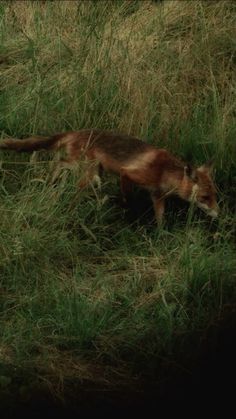 a cat is walking through the tall grass