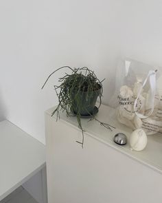 a potted plant sitting on top of a white shelf next to an egg shell