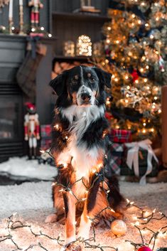 a black and white dog sitting in front of a christmas tree with lights on it