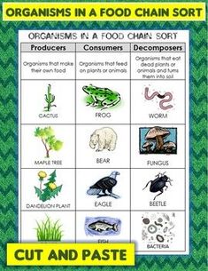 an animal and plant life chart with words describing the different types of animals in food chain sort