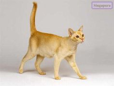 an orange cat walking across a white background