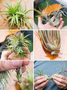 four pictures showing different stages of growing an air plant