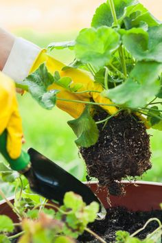 a person in yellow gloves and rubber gloves is weeding plants with a garden tool