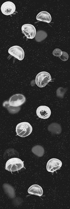 many jellyfish are floating in the water