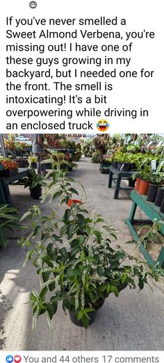 an image of a plant in the middle of a sidewalk with text on it that reads, if you've never smellened a sweet almond verdana, your missing out i have one of