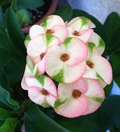 pink and white flowers with green leaves in the background