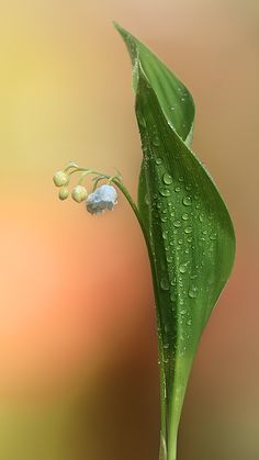 a green leaf with water drops on it