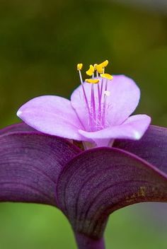 a purple flower with yellow stamens in the center