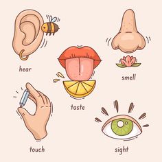 various types of nose and mouth with the words, hear, smell, taste, sight