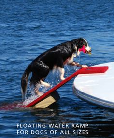 a black and white dog standing on top of a surfboard in the water with its mouth open