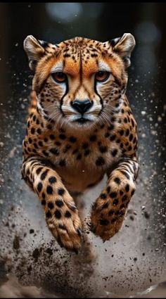 a cheetah running through the mud