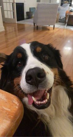 a black and white dog sitting on top of a wooden floor