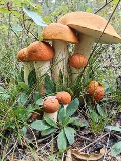 several mushrooms are growing in the grass on the ground