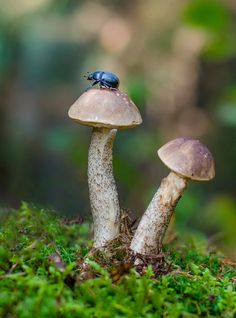 two small mushrooms sitting on top of green moss covered ground with a beetle crawling on them