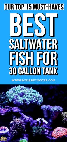 best saltwater fish for your 30 gallon tank Small Saltwater Tank, Saltwater Tank Setup, Salt Water Tank, Saltwater Fish Tank, Coral Aquarium