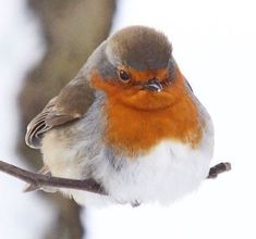 a small bird sitting on top of a tree branch