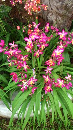 pink flowers are blooming in the garden next to a stone wall and tree trunk